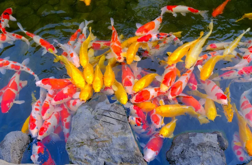 Clear Waters and Healthy Koi: Understanding Pond Filtration Systems and Koi Body Shape